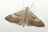 Aplocera praeformata